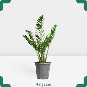 زاموفیلیا پنج شاخه سایه دوست