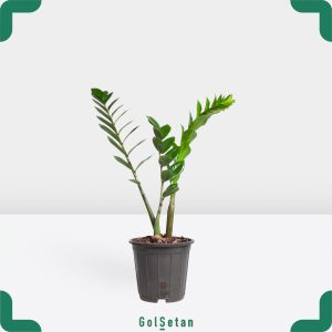 زاموفیلیا سه شاخه مقاوم در محیط های مختلف