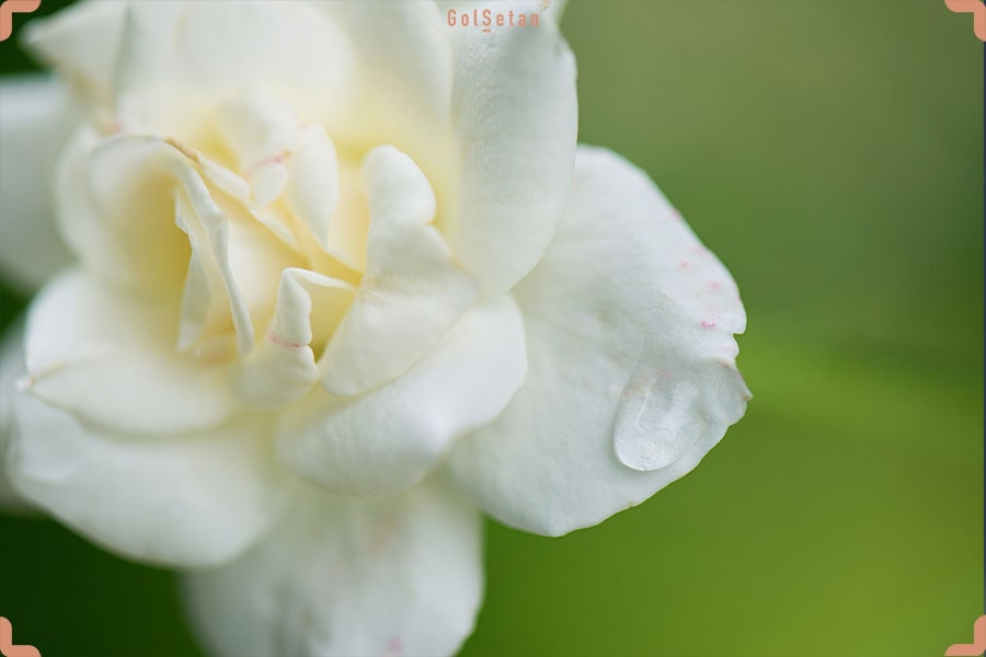 معرفی و روش نگهداری از گل زیبا و معطر گاردنیا