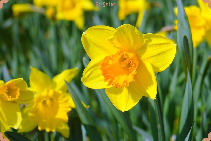 نرگس، نماد تولدی دوباره و از زیباترین گیاهان گلدار فصل بهار