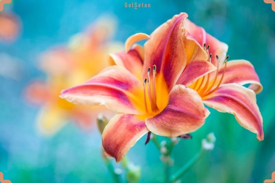 گل زیبای لیلیوم ، گل مناسب برای هدیه دادن در روز دختر
