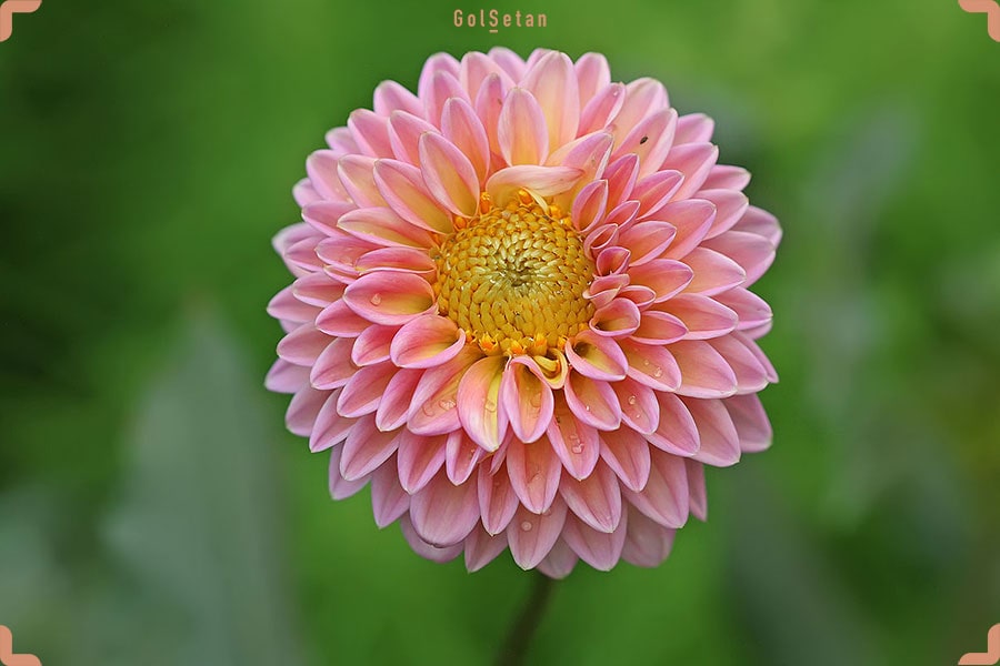 گل کوکب صورتی زیبا از نمای نزدیک