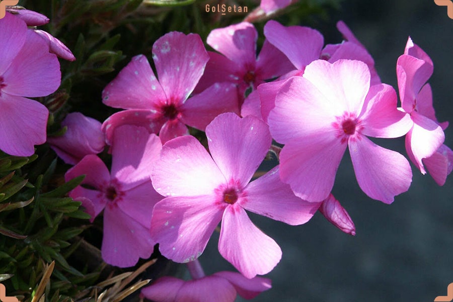 عکس گل فلوکس از نمای نزدیک