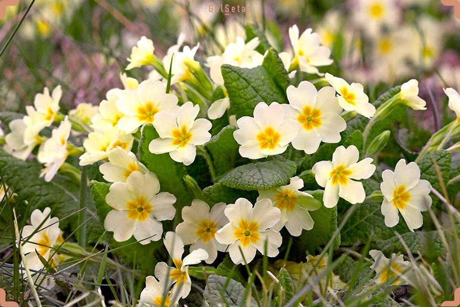گل پامچال ، از جمله گل های خوشبو بهاری