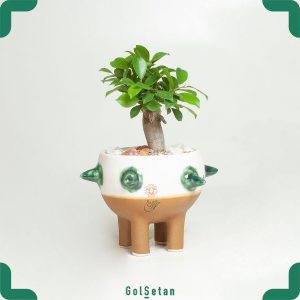 بنسای در گلدان سرامیکی زیبا و جذاب