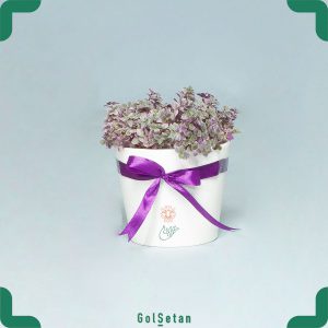 گلدان چمن عروس هلندی کالیسیا