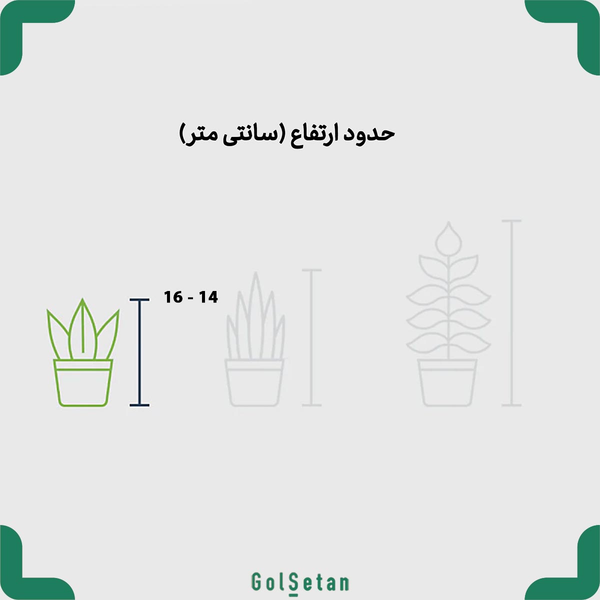 calicia-white-pot-size ابعاد گلدان چمن عروس هلندی