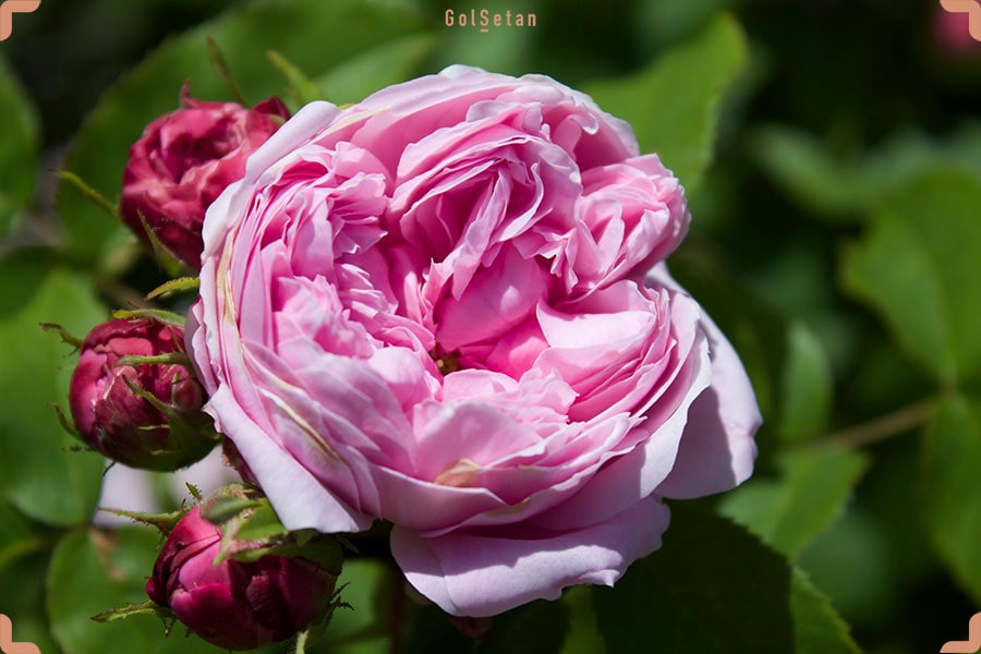 عکس گل محمدی زیبا از نمای نزدیک