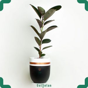 فیکوس الاستیکا در گلدان سفالی گیاهی زیبا و جذاب