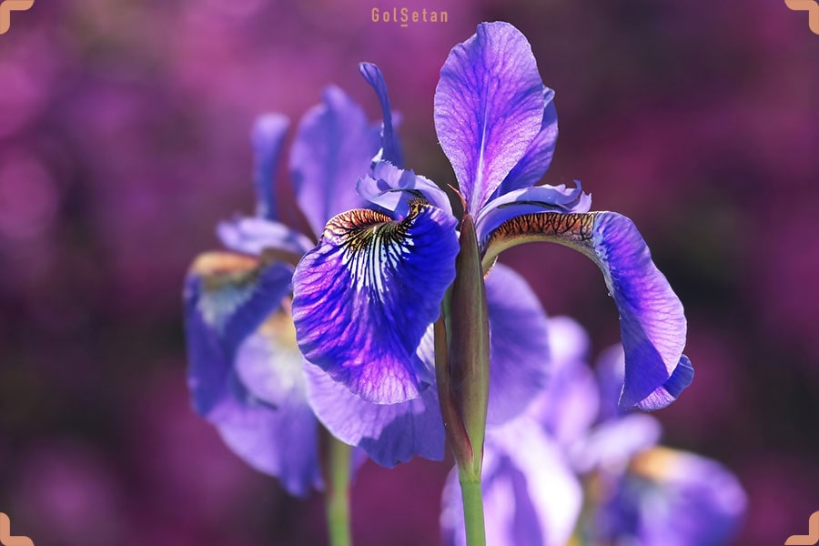 گل زنبق آبی