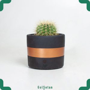 کاکتوس اچینو کوچک در گلدان بتن