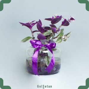 گلدان برگ بیدی آبکشت زیبا و بادوام