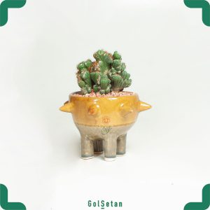 کاکتوس سرئوس صخره ای در گلدان سرامیکی جذاب