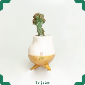 کاکتوس صخره ای در گلدان سرامیکی آذر