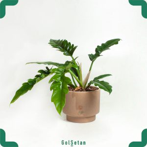 گلدان فیلودندرون کنگره ای