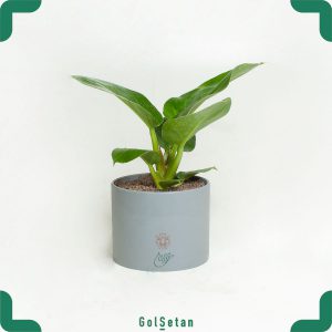 گلدان فیلودندرون امپریال گیاهی جذاب