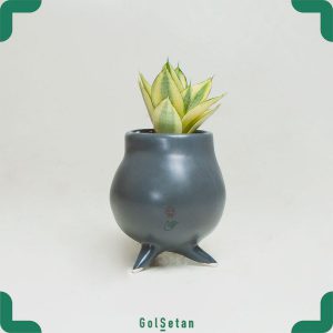 سانسوریا ابلق مینیاتوری در گلدان طوسی