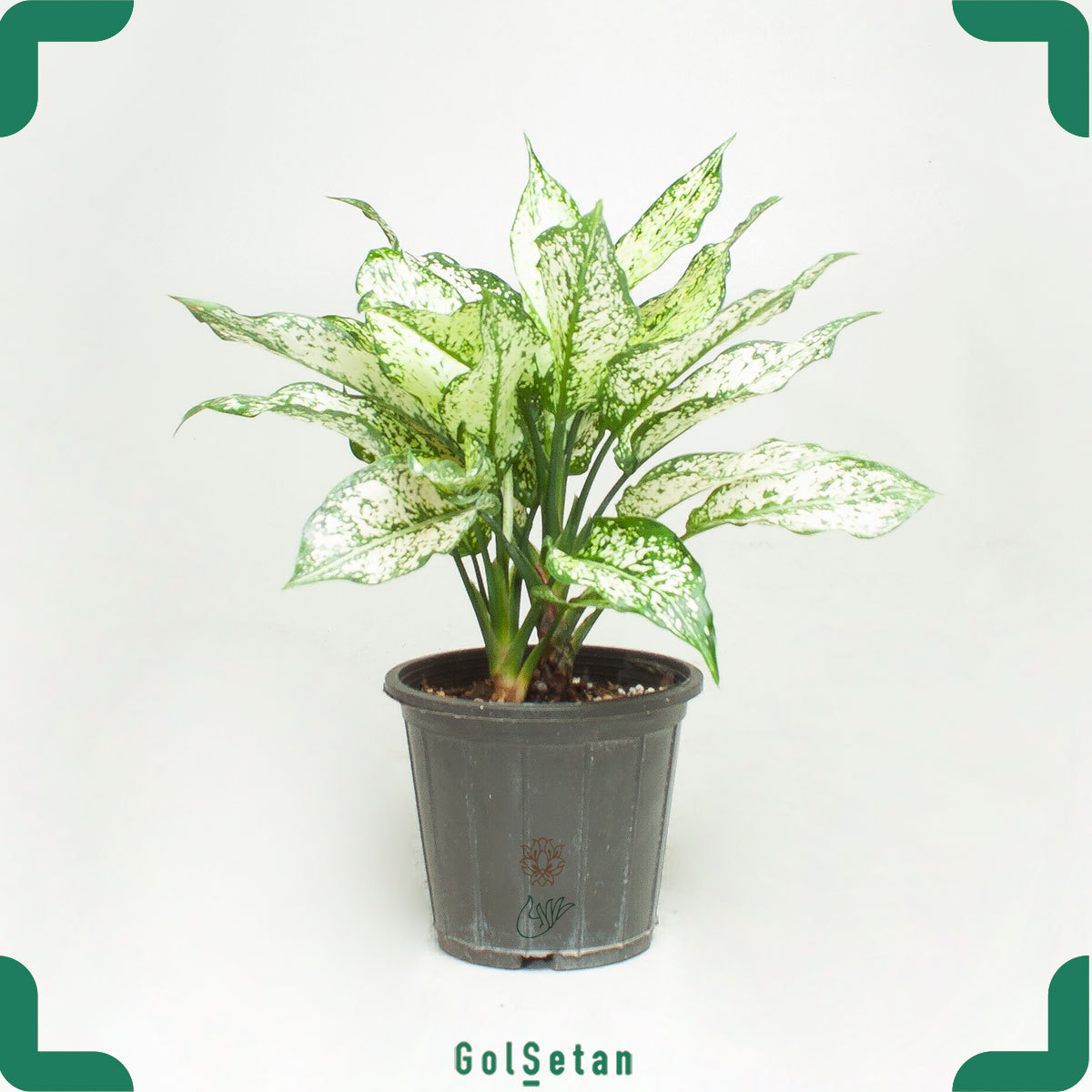 small aglaonema plant pot