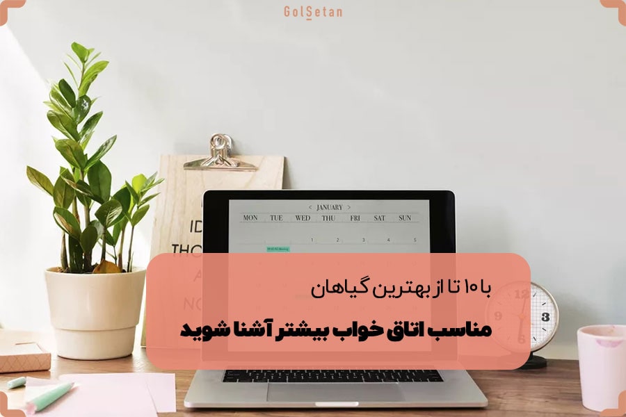با 10 تا از بهترین گیاهان مناسب اتاق خواب بیشتر آشنا شوید