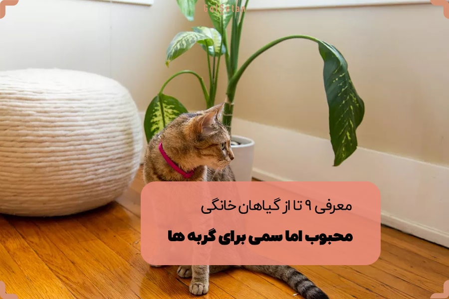 معرفی 9 تا از گیاهان خانگی محبوب اما سمی برای گربه ها