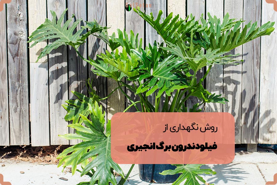 روش نگهداری از فیلودندرون برگ انجیری