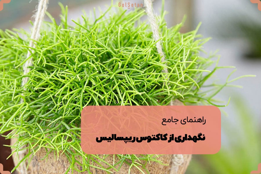 راهنمای جامع نگهداری از کاکتوس ریپسالیس