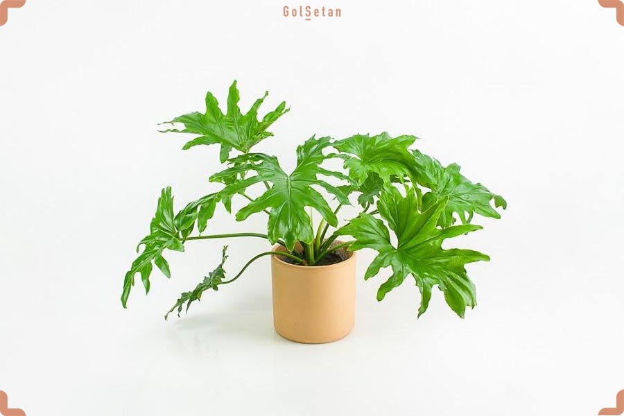 Philodendron-bipinnatifidum-min