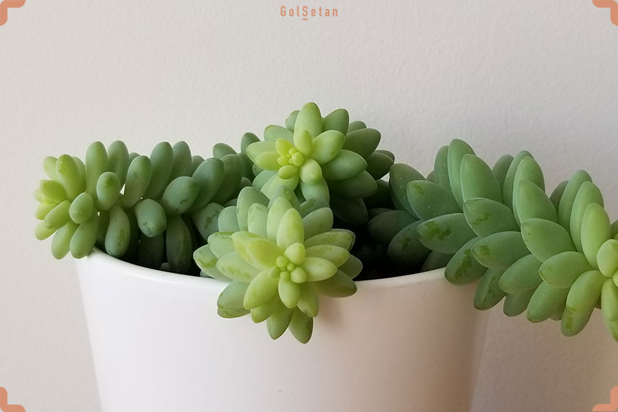 آفات و بیماری های رایج در طول نگهداری از ساکولنت سدوم مورگانیوم