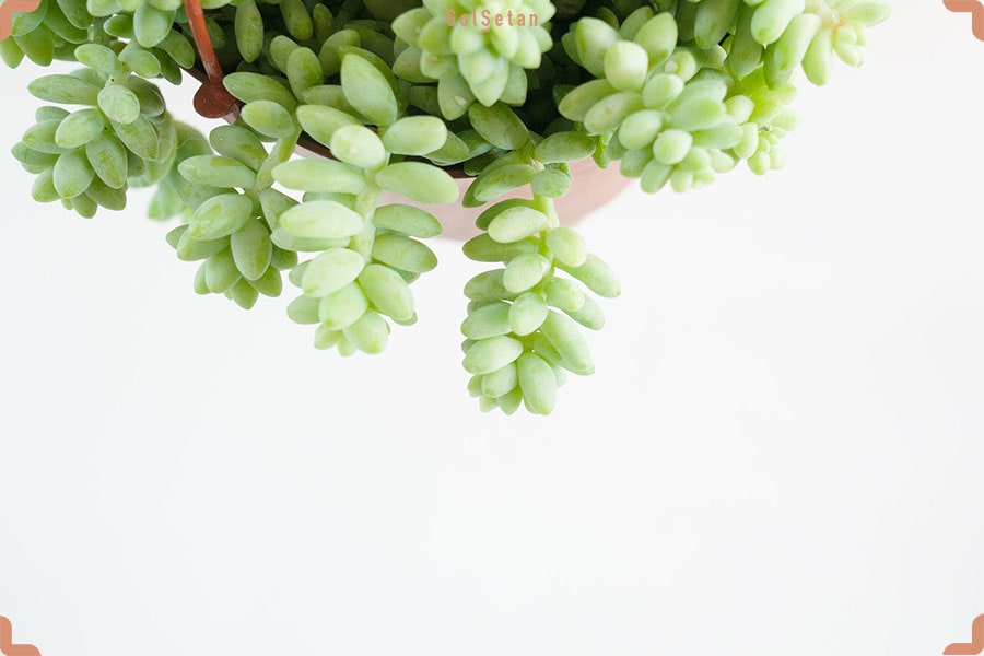 گیاه (ساکولنت) سدوم مورگانیوم