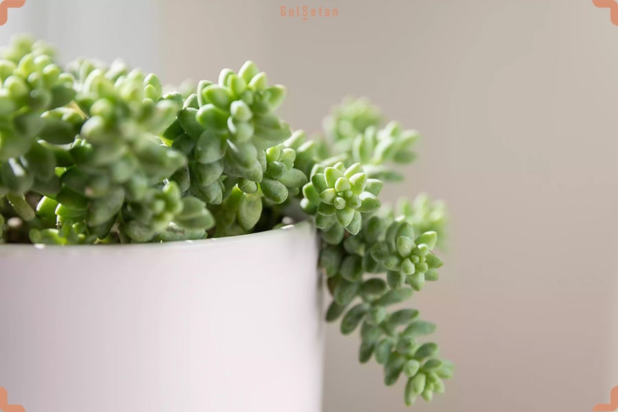 روش نگهداری ساکولنت سدوم مورگانیوم