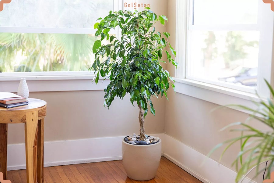 گیاه فیکوس بنجامین ، یکی از زیباترین و حساس‌ترین درختچه های خانگی
