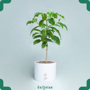 گلدان قهوه گیاهی دوست داشتنی
