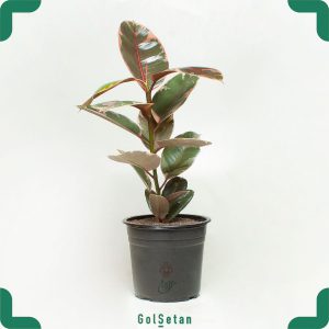 فیکوس الاستیکا شرابی (یاقوتی)