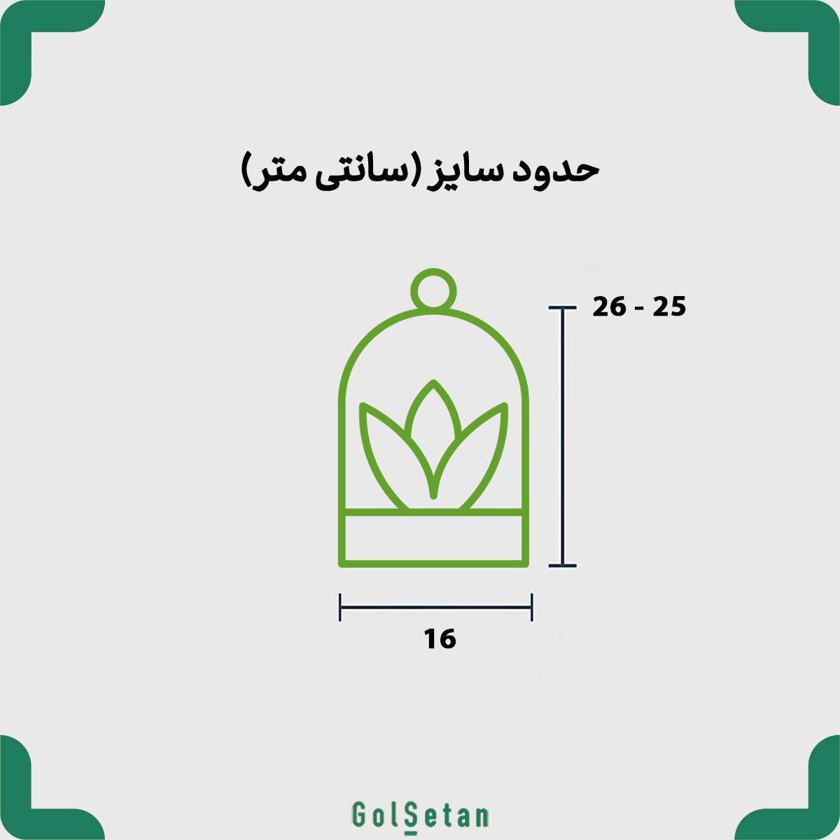 large-fittonia-terrarium-size ابعاد تراریوم بزرگ فیتونیا