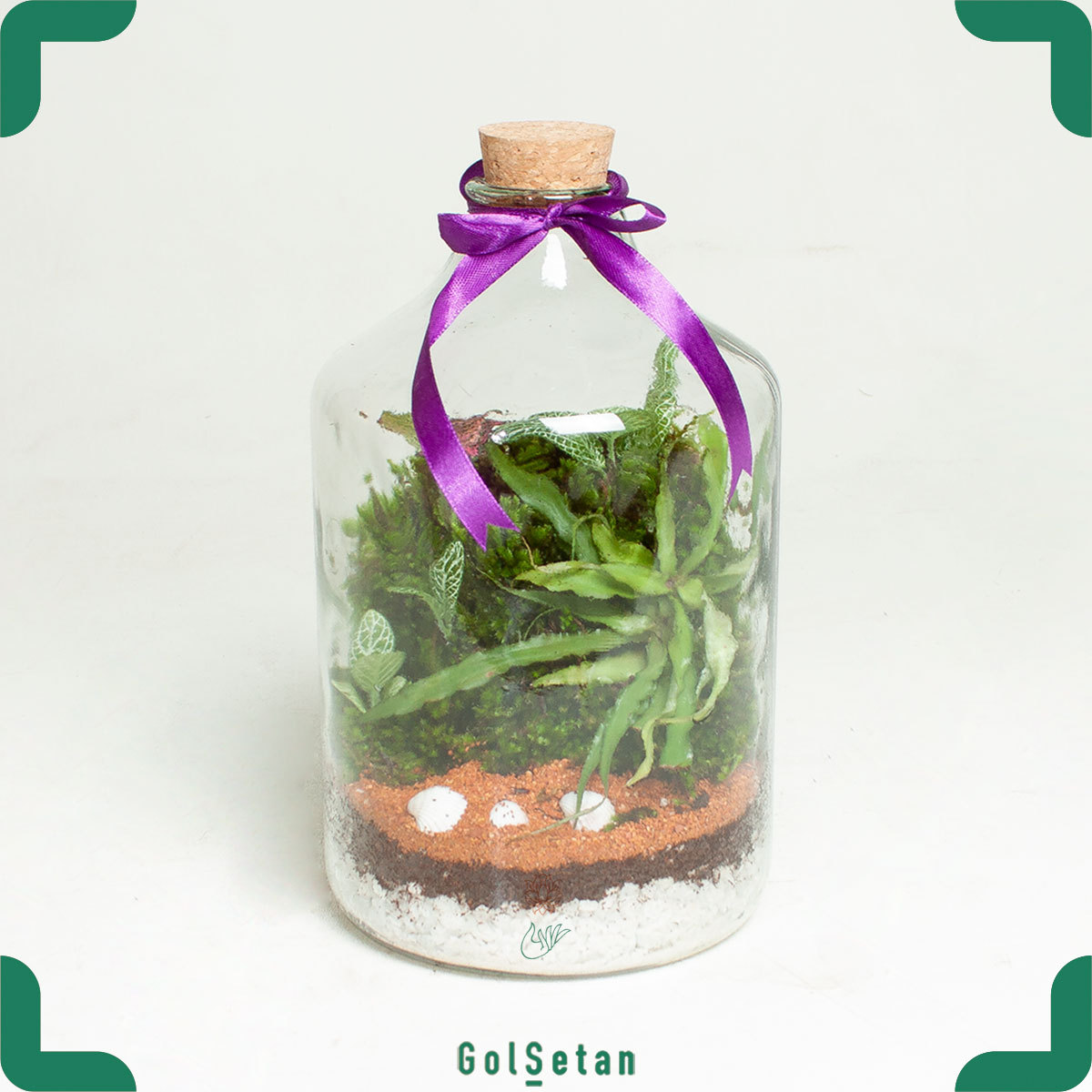 large-fittonia-terrarium تراریوم بزرگ فیتونیا سبز