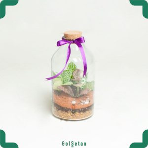 تراریوم کوچک فیتونیا قرمز و سبز