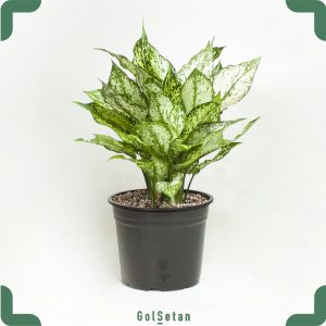 آگلونما هلندی بزرگ گیاهی مقاوم