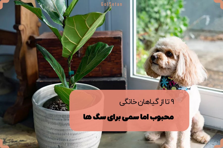 9 تا از گیاهان خانگی محبوب اما سمی برای سگ ها