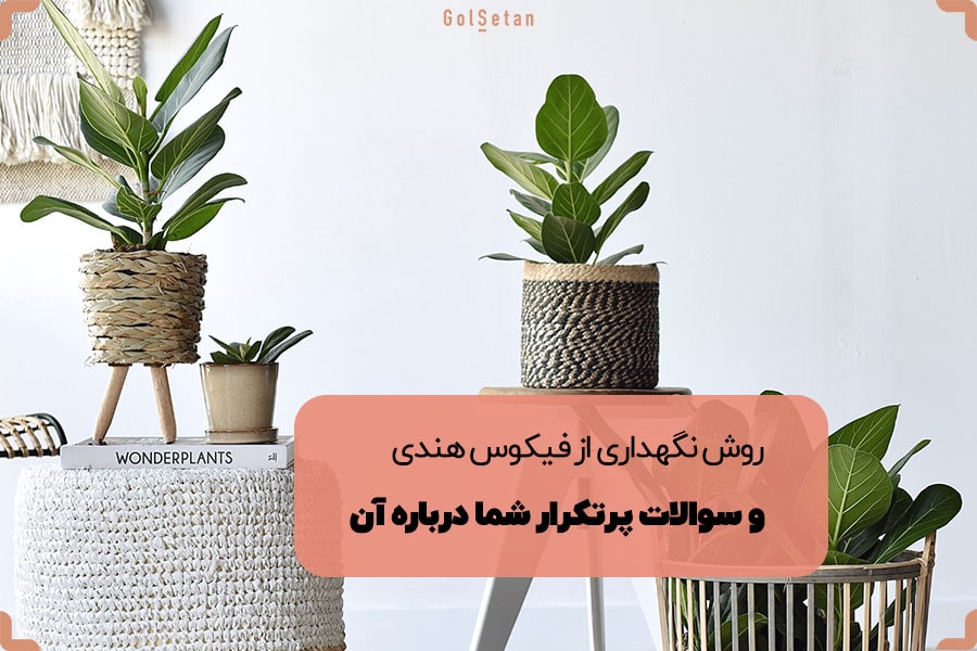 روش نگهداری فیکوس هندی و سوالات پرتکرار شما درباره آن