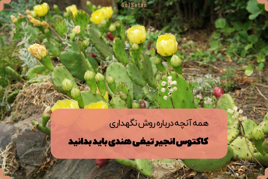 همه آنچه درباره نگهداری از کاکتوس انجیر تیغی هندی باید بدانید