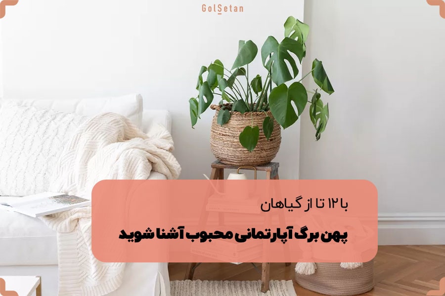 با 12 تا از گیاهان پهن برگ آپارتمانی محبوب آشنا شوید