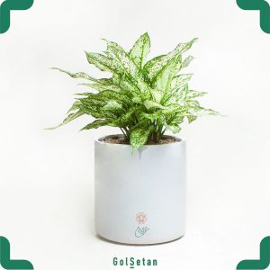 آگلونما با گلدان سفید چند غلاف