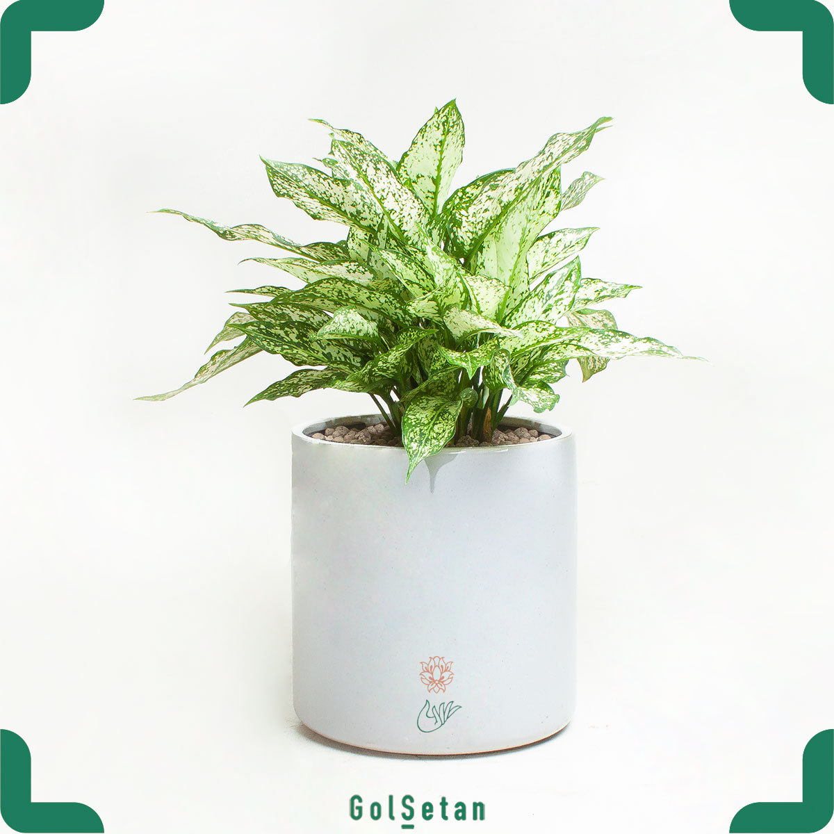 aglaonema-white-pot آگلونما با گلدان سفید چند غلاف