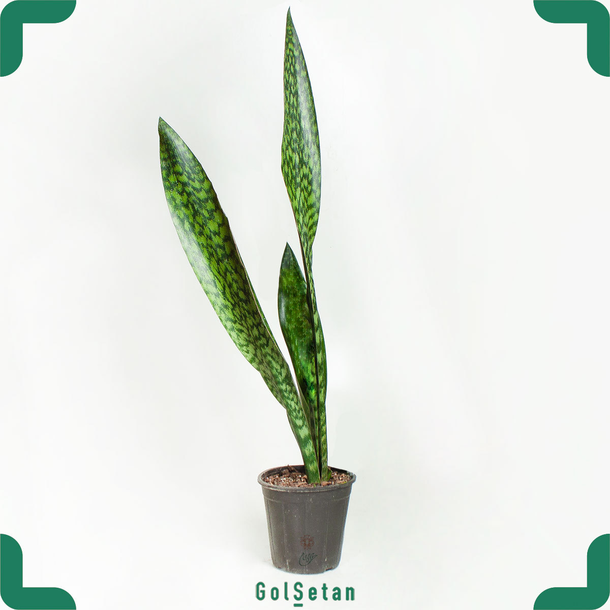 green sansevieria plant