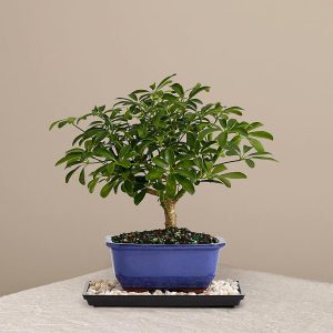 ارسال بونسای هاوایی به خارج