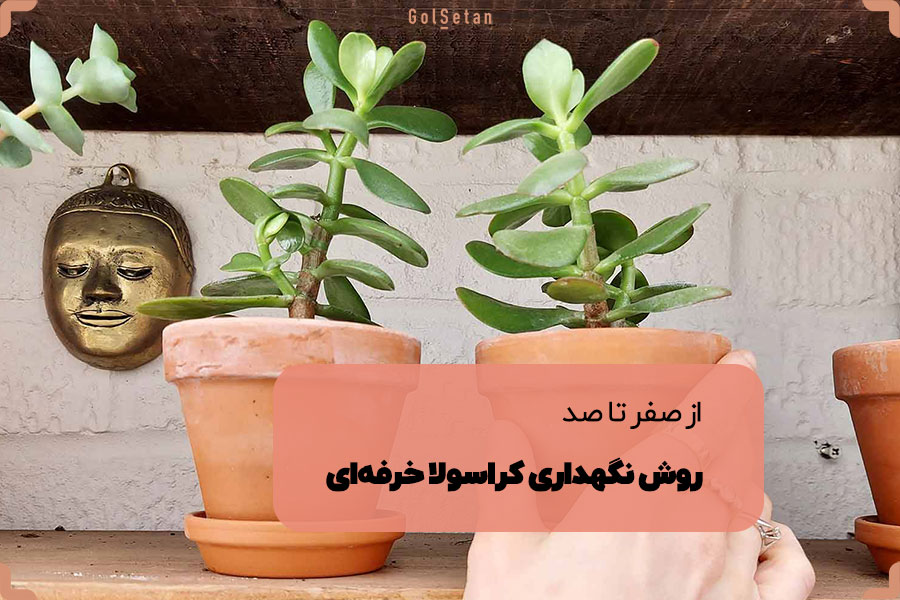 از صفر تا صد روش نگهداری کراسولا خرفه ای