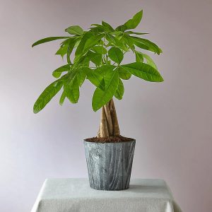 ارسال گلدان پاچیرا به خارج