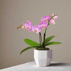 ارسال ارکیده مینیاتوری به خارج