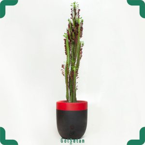 افوربیا در گلدان سفالی