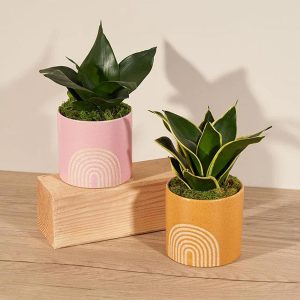 ارسال گلدان سانسوریا به خارج